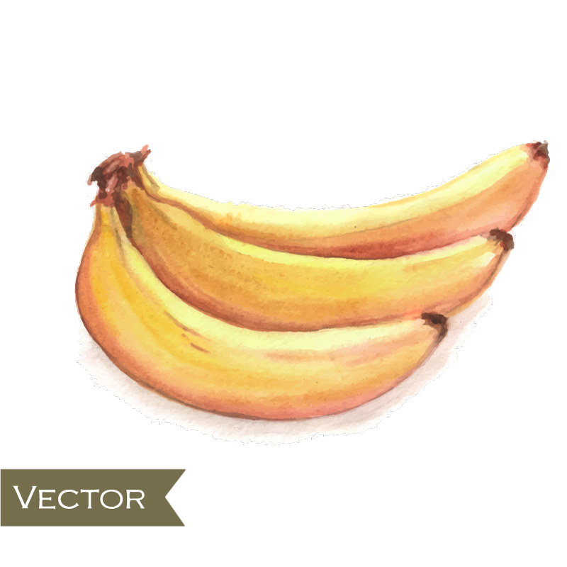 Delicious yellow bananas vector material