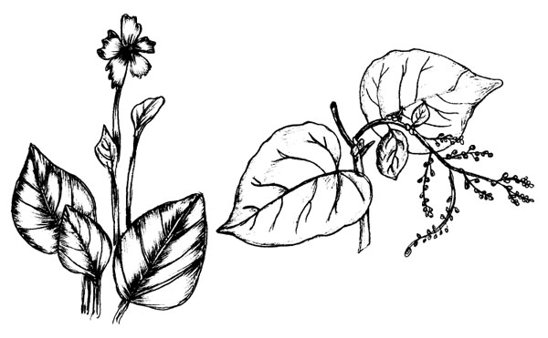 Vector brush plant material