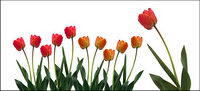 Tulip picture material