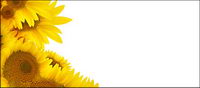 Sunflower picture background material-2