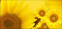 Sunflower picture background material-13