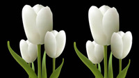 White tulips vector