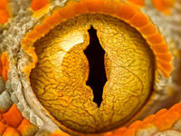 Enjoy the beautiful macro photography (25P)