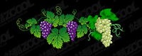 Vector exquisite grape material