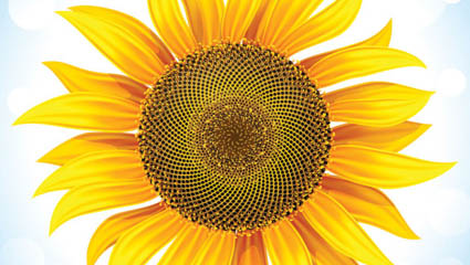 Sunflower 05 - vector 